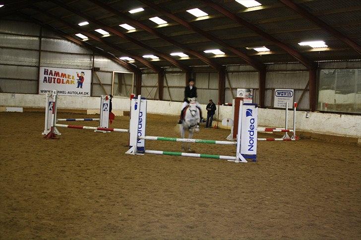 Welsh Pony af Cob-type (sec C) Hesta RIP - Første springstævne afholdt 2011 (klubmesterskab 2010) billede 5