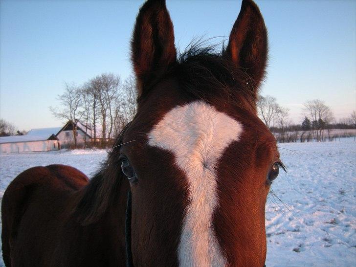 Dansk Varmblod Cashmir Z billede 16