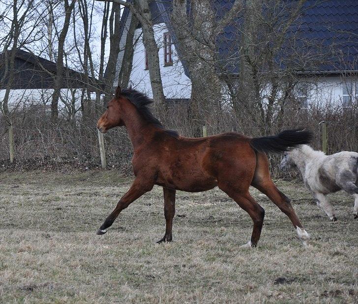 Dansk Varmblod Cashmir Z - Galooop! billede 17
