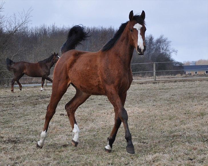 Dansk Varmblod Cashmir Z billede 18