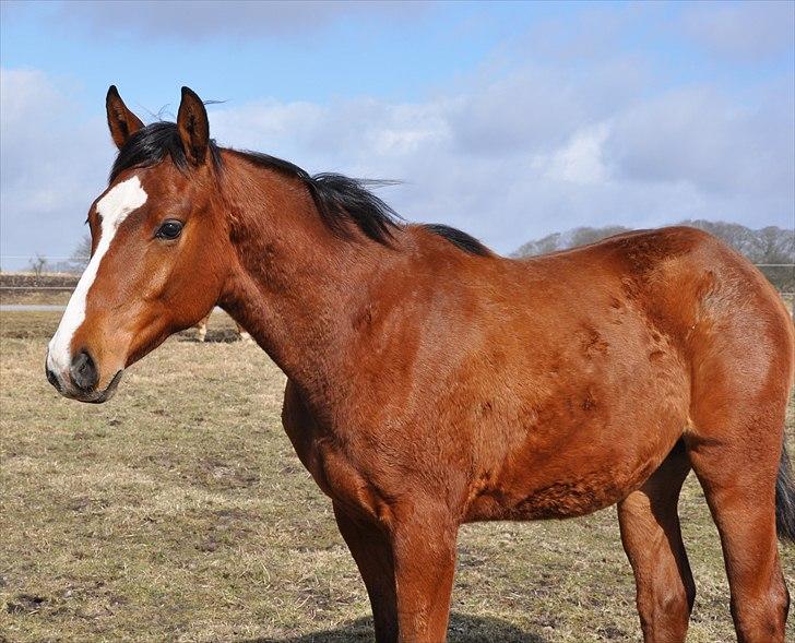 Dansk Varmblod Cashmir Z billede 19