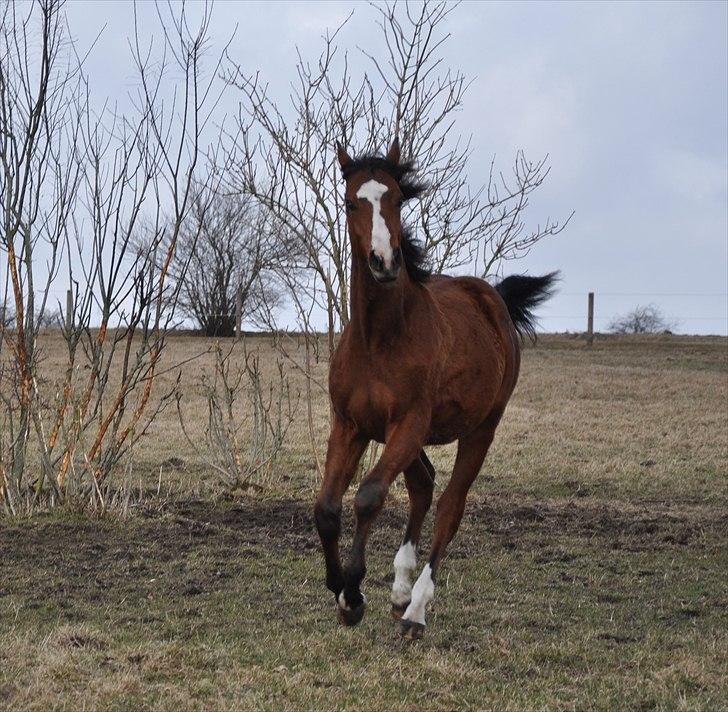 Dansk Varmblod Cashmir Z billede 20