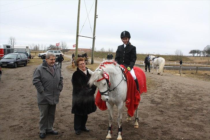 Welsh Pony af Cob-type (sec C) Hesta RIP - Sejr i hus;-) billede 8