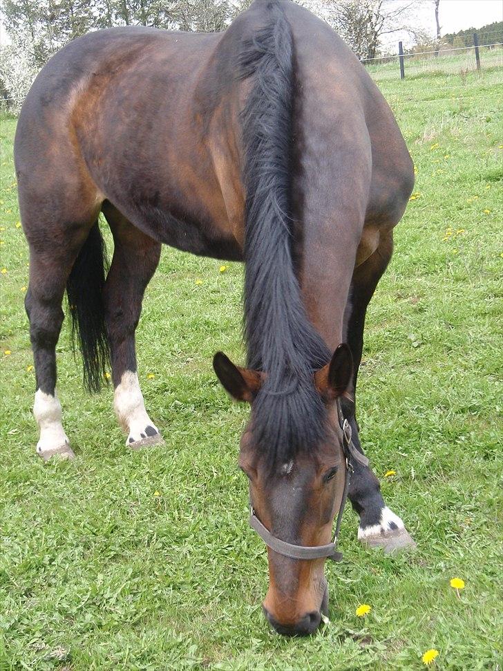 Anden særlig race Ronja - UMM det er dejligt med noget græs billede 13
