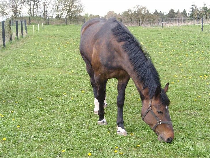 Anden særlig race Ronja - Græs!  billede 14