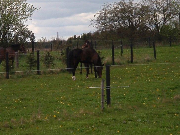 Anden særlig race Ronja - Ude på marken billede 15