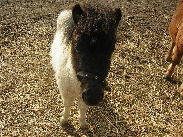 Shetlænder Silas  billede 5