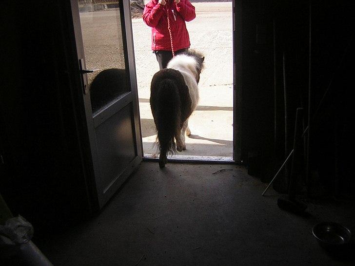 Shetlænder Silas  billede 4