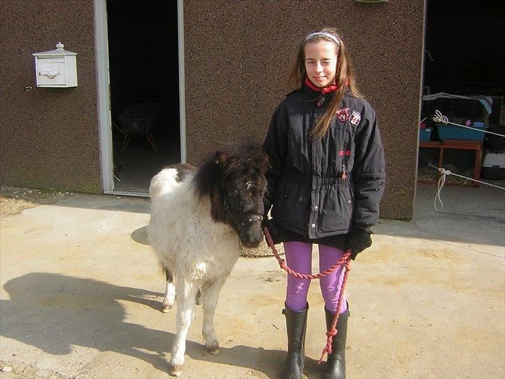 Shetlænder Silas  billede 2