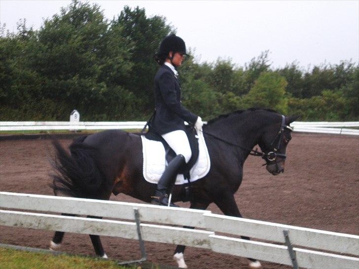 New Forest Løgtholt's Orlando billede 13