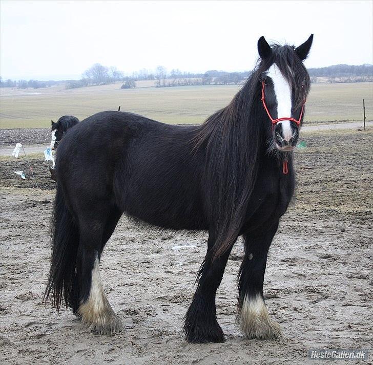 Irish Cob Enyalil (tidl hest) billede 1