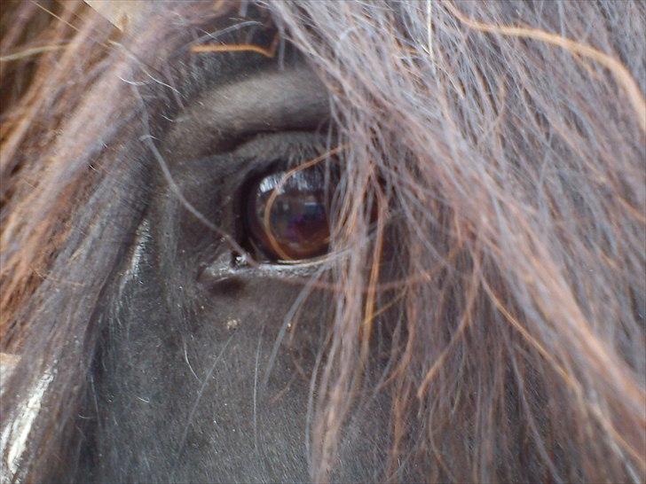 Irish Cob Enyalil (tidl hest) billede 2