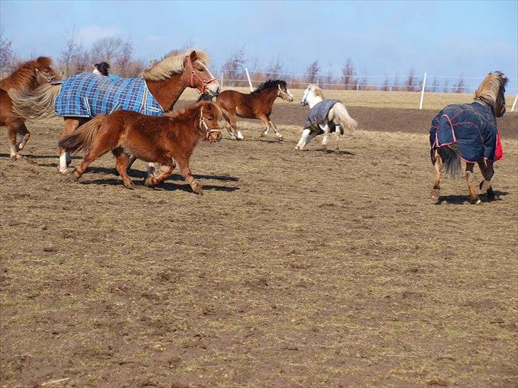 Shetlænder Mira Bella Bomlund billede 16