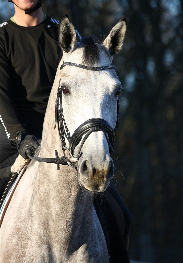 Anden særlig race Helada Plius billede 1