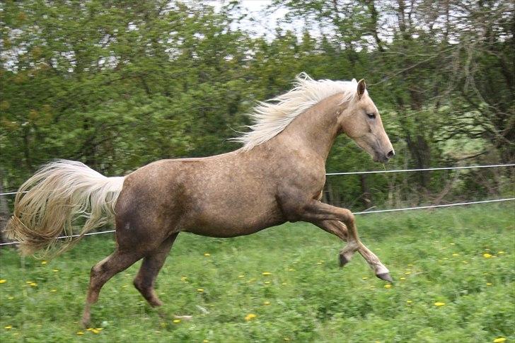 Palomino Ll Skovgårds Izzah Diyaah (solgt) billede 1