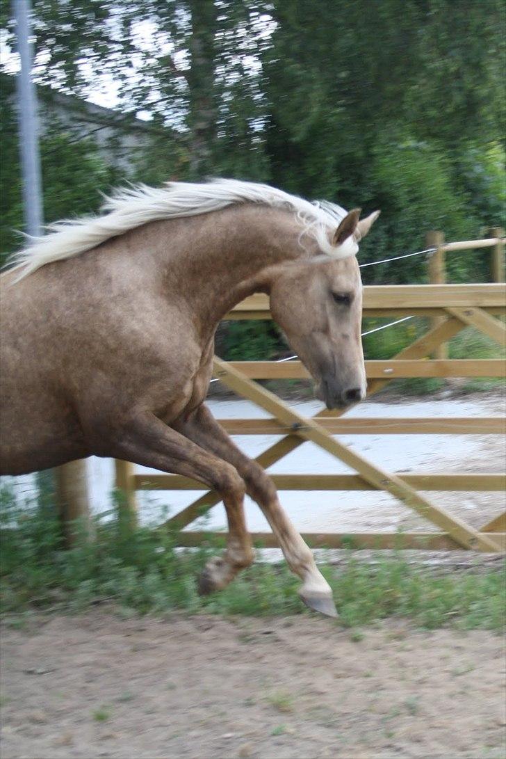 Palomino Ll Skovgårds Izzah Diyaah (solgt) billede 2