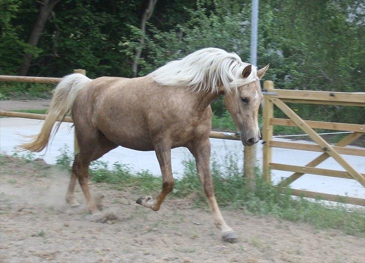 Palomino Ll Skovgårds Izzah Diyaah (solgt) billede 3