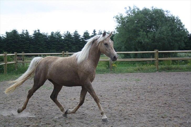 Palomino Ll Skovgårds Izzah Diyaah (solgt) billede 4