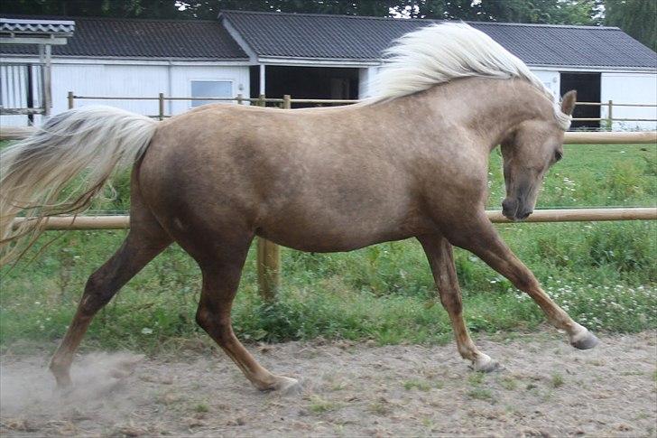 Palomino Ll Skovgårds Izzah Diyaah (solgt) billede 5