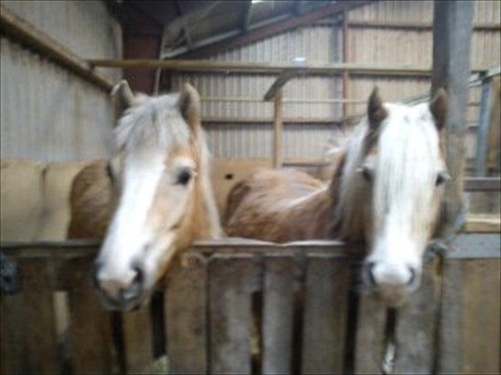 Haflinger Lawine billede 5