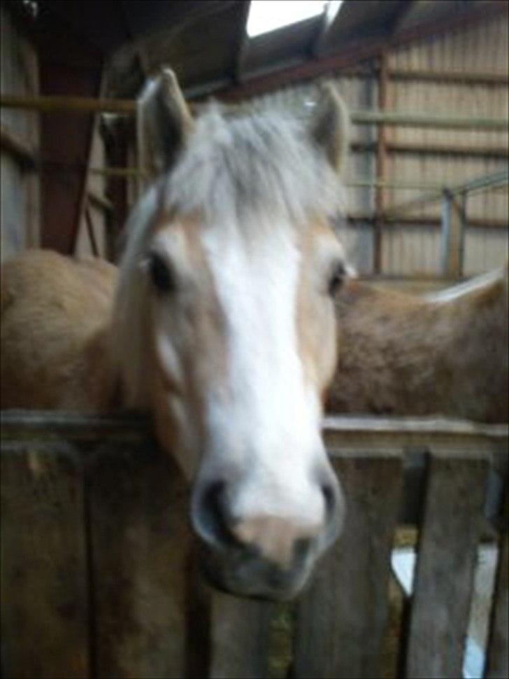 Haflinger Lawine billede 6