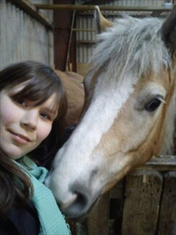 Haflinger Lawine billede 7