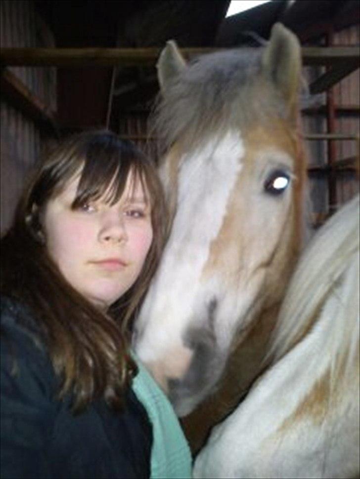 Haflinger Lawine billede 8