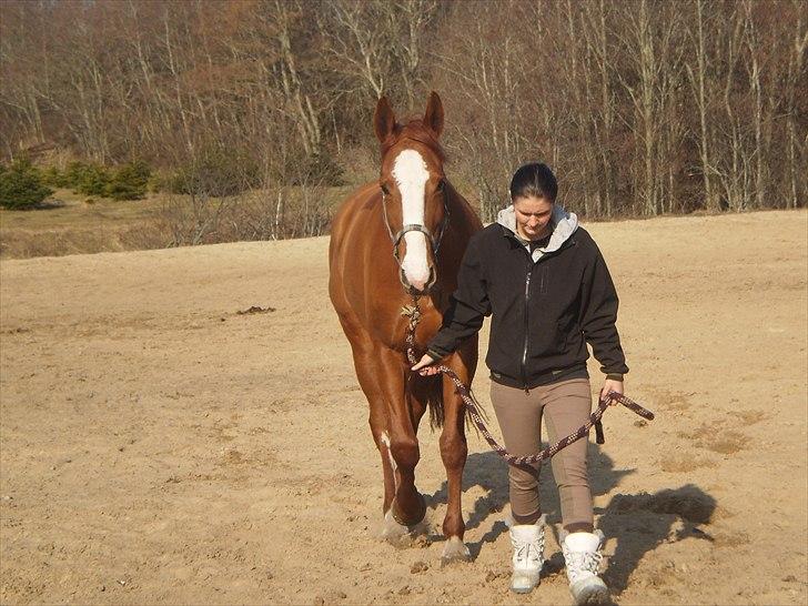 Dansk Varmblod Wenezia (Tulle) R.I.P billede 1