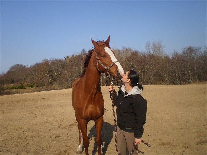 Dansk Varmblod Wenezia (Tulle) R.I.P billede 2