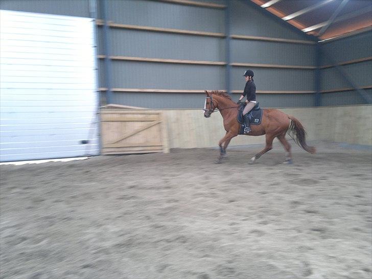 Dansk Varmblod Wenezia (Tulle) R.I.P billede 3