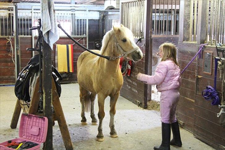 Welsh Mountain (sec A) Sjaik billede 14