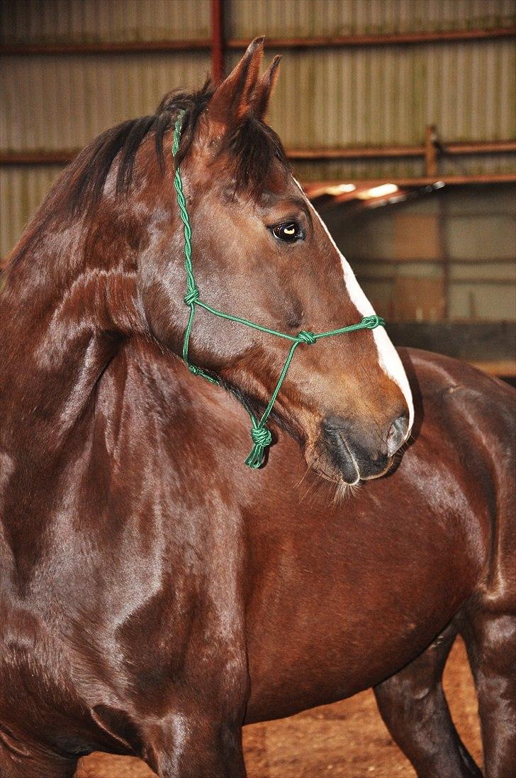 Hollandsk Varmblod Sitera billede 1