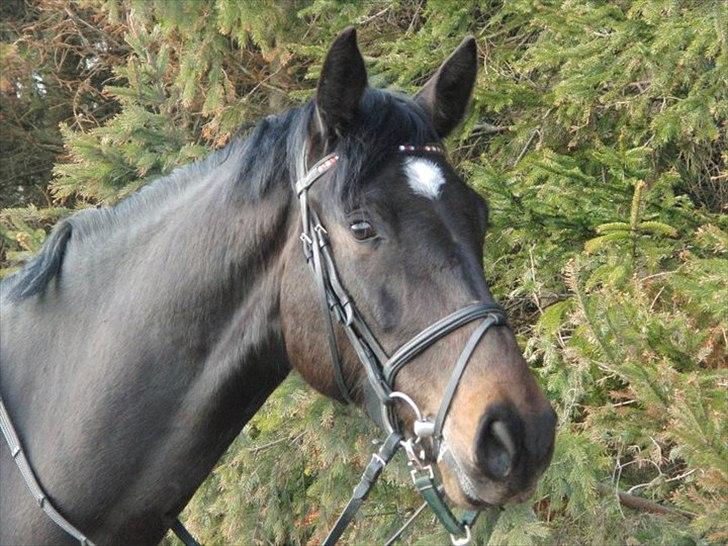 Anden særlig race Cortido  - Han er blevet stor :) billede 12