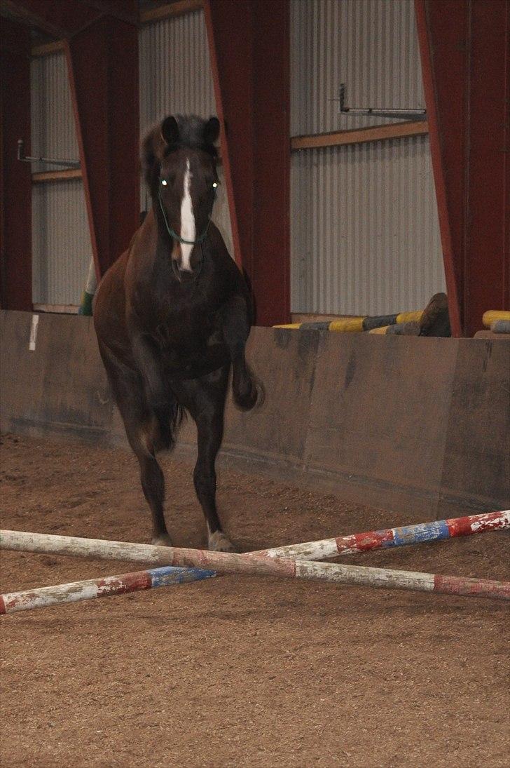 Hollandsk Varmblod Sitera billede 2