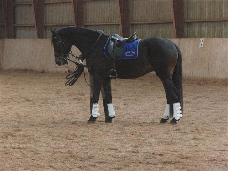 Anden særlig race Cortido  - Træning i hallen :) billede 13