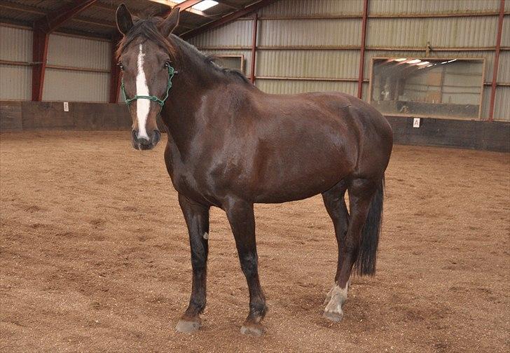 Hollandsk Varmblod Sitera billede 3