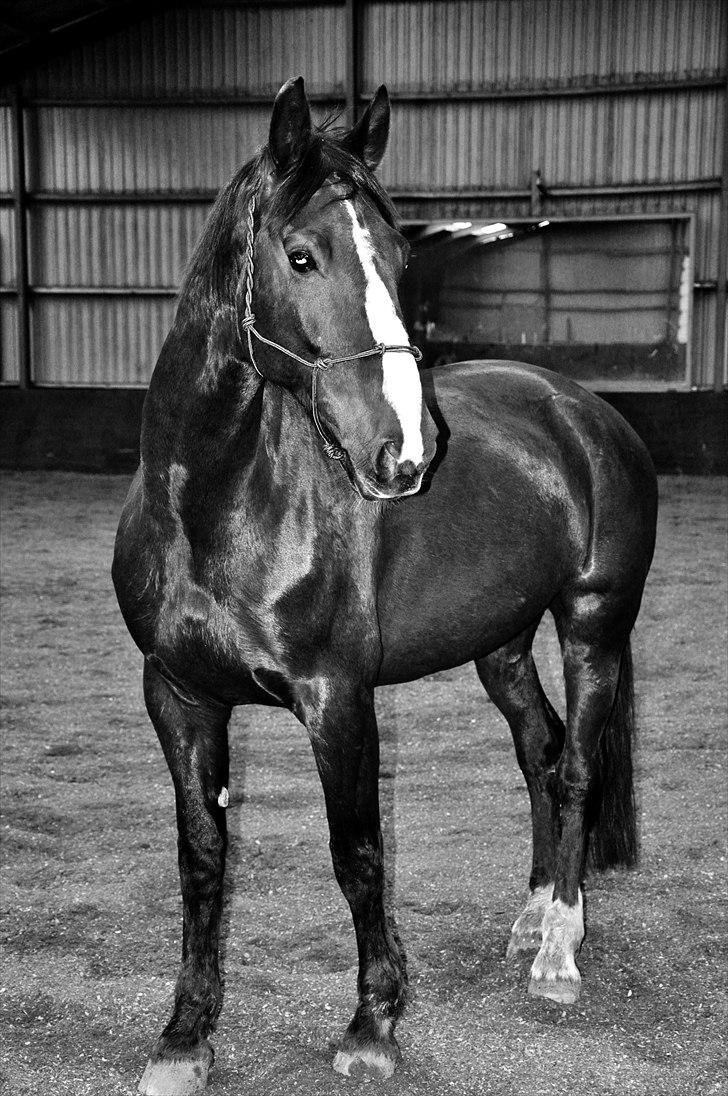 Hollandsk Varmblod Sitera billede 4