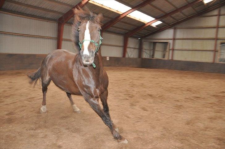 Hollandsk Varmblod Sitera billede 5