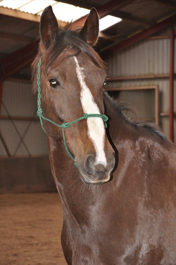 Hollandsk Varmblod Sitera billede 6