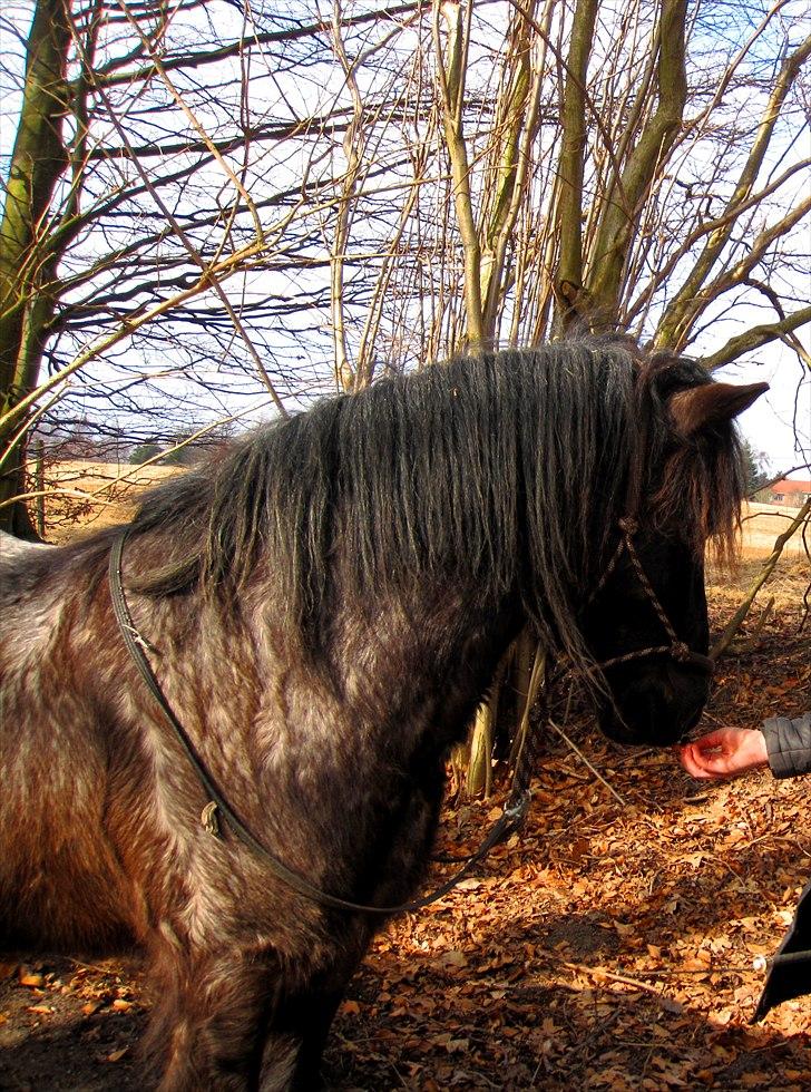 Anden særlig race Sonny  - smukke dreng! billede 3