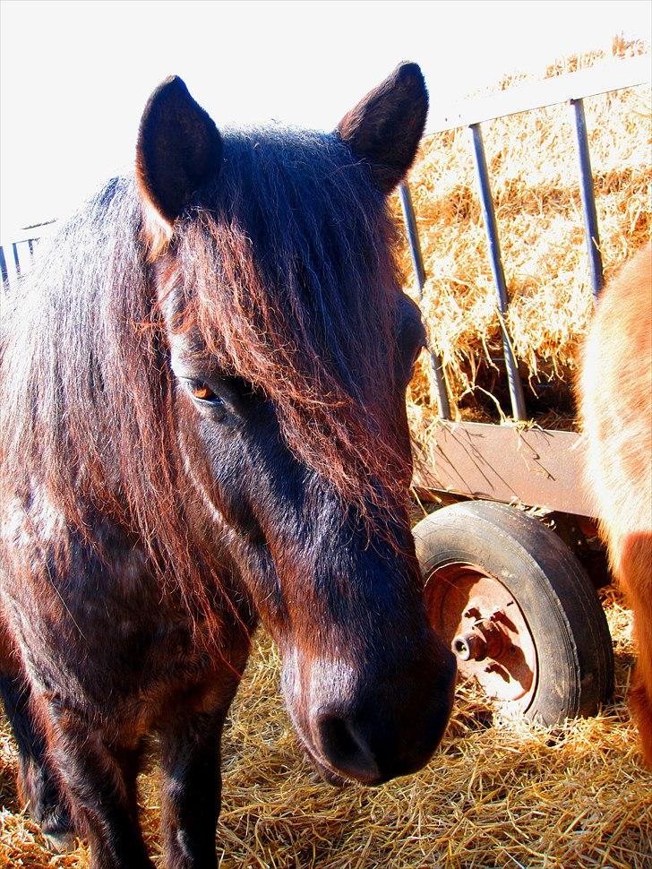 Anden særlig race Sonny  - jeg elsker du trold:) billede 4