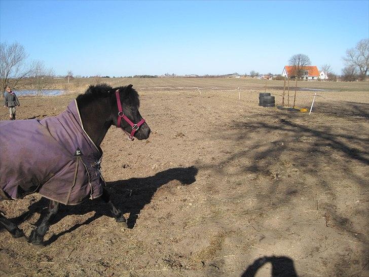 Welsh Pony (sec B) Papaya - på  fold hos min nye ejer billede 2