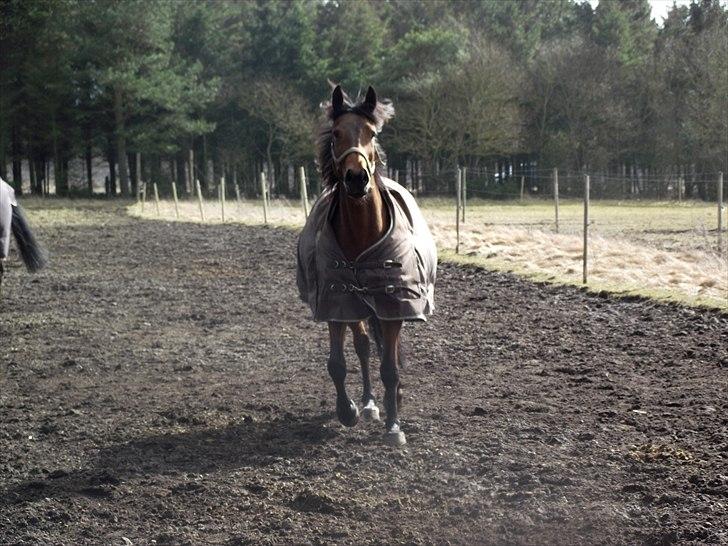 Anden særlig race Laura (red i sommers) billede 17