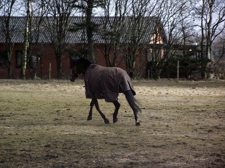 Anden særlig race Laura (red i sommers) billede 18