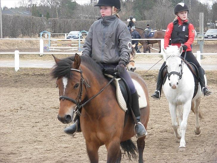 New Forest Cindy |har redet | solgt - Søde Cindy :* billede 13