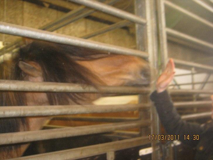 Anden særlig race mombassa *rideskole hest* billede 3