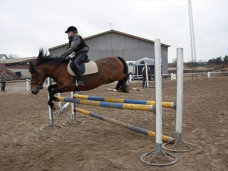 New Forest Cindy |har redet | solgt - Undervisning - hun redder ens røv, når man ikke selv ka'! - 19.03.2011 billede 16