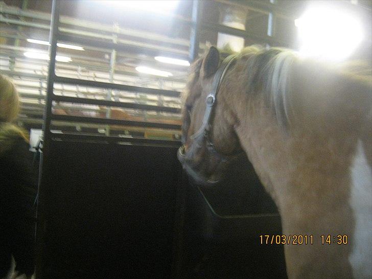 Anden særlig race mombassa *rideskole hest* billede 4