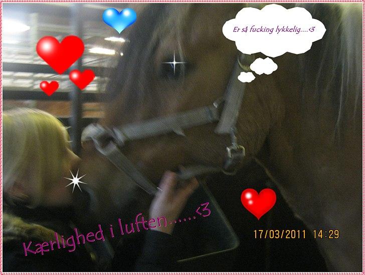 Anden særlig race mombassa *rideskole hest* billede 5