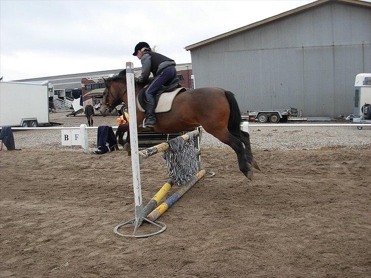 New Forest Cindy |har redet | solgt - Undervisning - SLR - Over det "farlige" zebraspring:o) - 19.03.2011 billede 17